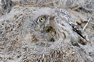 The little owl spits out the remains of food.