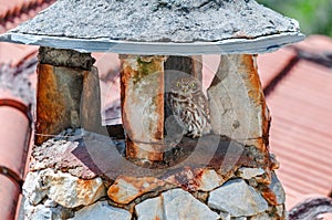 Little owl on a stone chimney close up