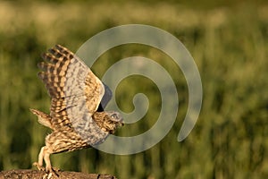 Little owl taking off