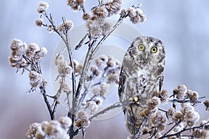 Little owl on thistle