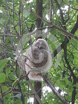 Little owl on the tree