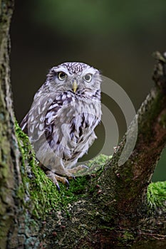 Little owl on tree branch
