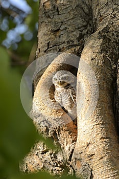 Little Owl in tree stump hole