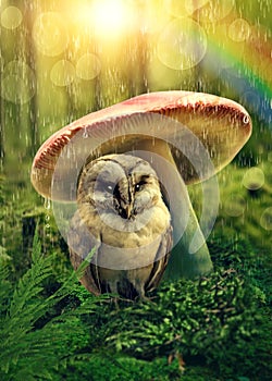 Little owl under mushroom