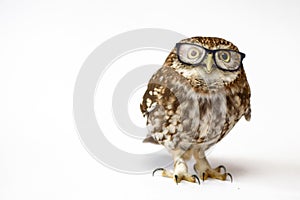 Little Owl wearing glasses, Athene noctua standing on a white