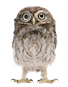 Little Owl wearing magnifying glass, Athene noctua photo
