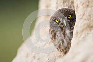 Little Owl