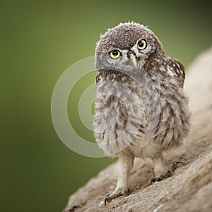 Little owl photo