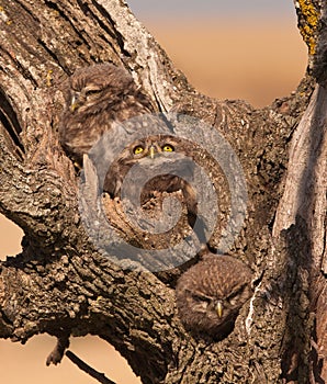 Little Owlets: three brothers