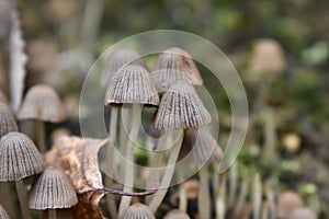 Little pair of mushrooms in the forest