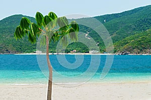 Little palm tree with green leaves on the beach and green hill
