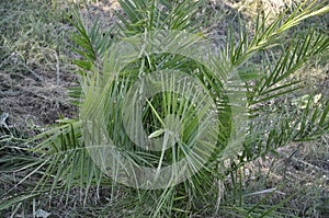 Little Palm tree in the Park garden