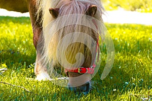 Little palomino pony horse with white mane grazes on the lawn and eats green grass