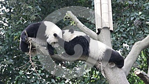 Little Panda Cub in Chengdu , Chinas