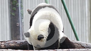 Little panda cub is chilling out, Chinas