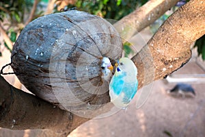 Little parrots in coconut bird nest