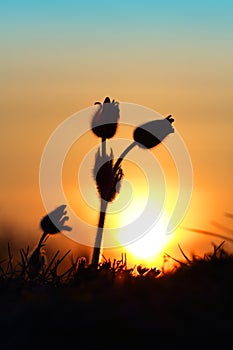 Little pasque wildflower and rising sun