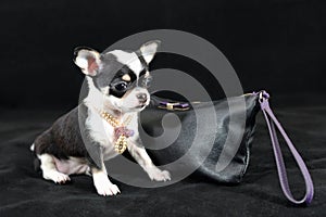 A Little Pearl - Chihuahua puppy with cosmetic bag