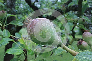 Little pears after the rain