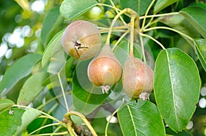 Little Pears on Tree