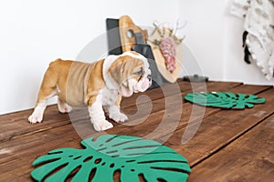 Little pedigreed french bulldog puppy standing on wood table indoors