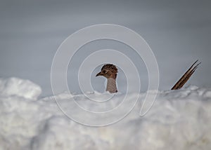 Little peek-a-boo pheasant in the winter
