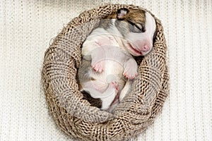 Little Pembroke Welsh Corgi puppy sleeps in knittled brown nest