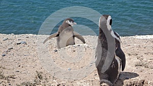 Little penguin demanding to his mom