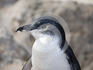 Little Penguin on Penguin Island, Western Australia