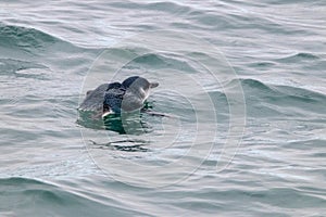 A Little Penguin in New Zealand