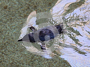 Little penguin drifting on water surface