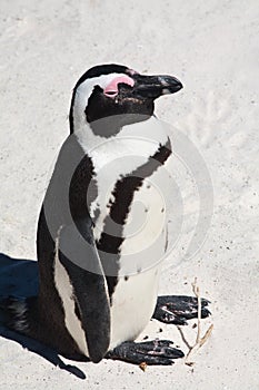 LIttle penguin on warming on the sunny beach