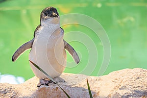 Little Penguin Western Australia