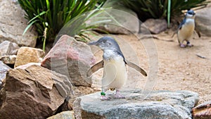 Little Penguins, Featherdale Wildlife Park, NSW, Australia