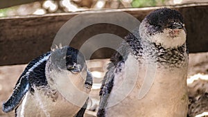 Little penguins on Penguin Island, Rockingham, Western Australia