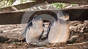 Little penguins on Penguin Island, Rockingham, Western Australia