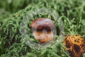 Little penny bun in green moss close up. Edible mushroom boletus edulis, ceps, porcini in the forest. Mushrooms season