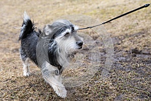 Little pet dog out for walkies.