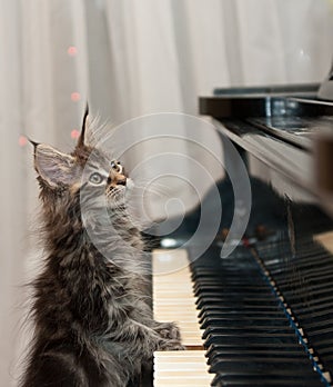 Little pianist