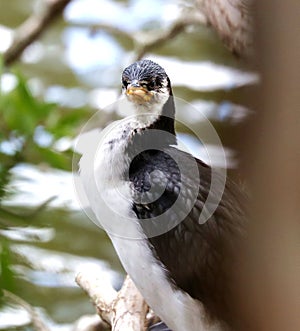 Little Pied Cormorant