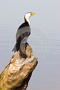 A Little Pied Cormorant