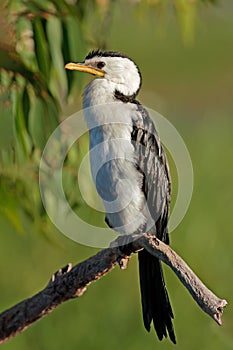 A little pied cormorant, Yellow water billabong, Kakadu National Park, Australia