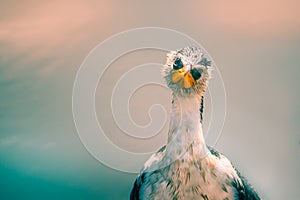 Little pied cormorant in Australia looking at the camera