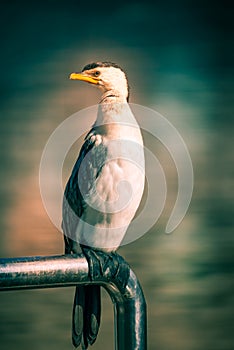 Little pied cormorant bird in Melbourne, Australia