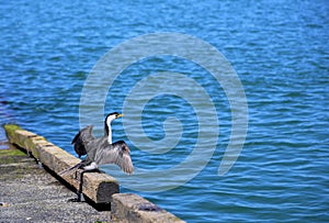 Little pied cormorant bird