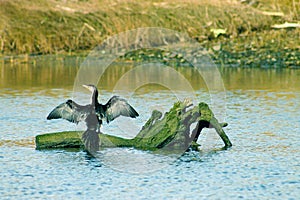 A Little Pied Cormorant