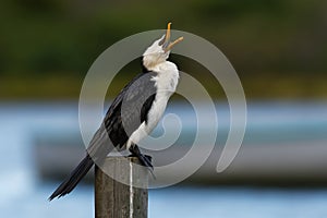 Little pied cormorant, little shag or kawaupaka Microcarbo melanoleucos drying its wings above the water, Australia. Black and