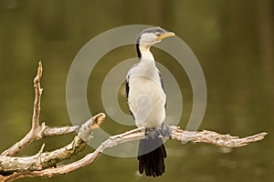 Little Pied Cormorant Microcarbo Melanoleucos