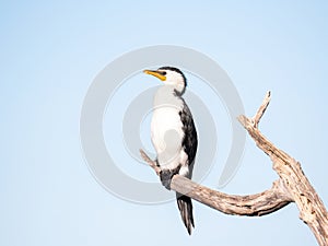 Little Pied Cormorant (Microcarbo melanoleucos), Mandurah, Western Australia