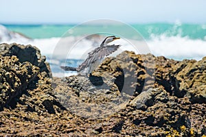 Little pied cormorant (Microcarbo melanoleucos), a medium-sized water bird with black and white plumage